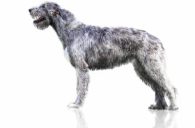 Razze di cani più grandi: quelli enormi e quelli da record del Mondo