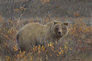 Cosa fare se incontri un orso: guida pratica per escursionisti e amanti della montagna