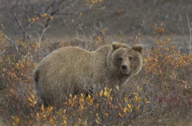 Cosa fare se si incontra un orso