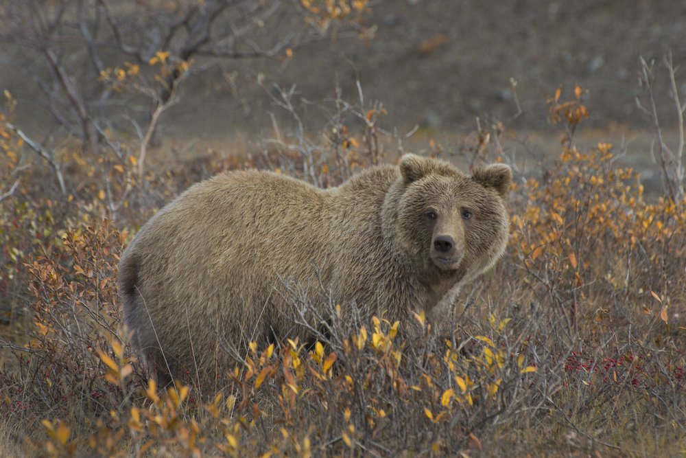 Cosa fare se si incontra un orso