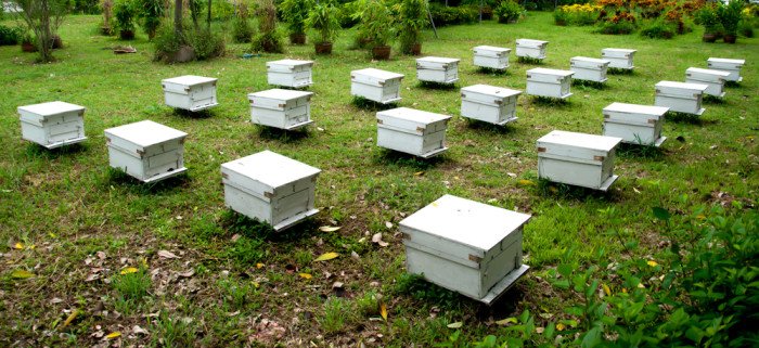 ruches comment le miel est fabriqué