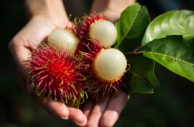 Alla scoperta del rambutan, uno dei frutti tropicali dall’aspetto più curioso