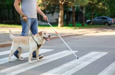 7 storie di animali eroi
