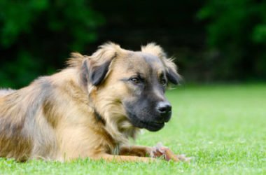 7 storie di animali eroi