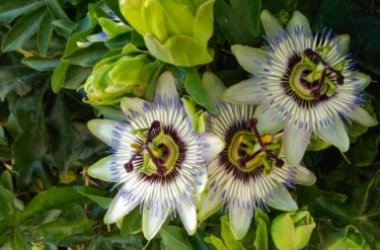 Proprietà e benefici della passiflora: la pianta del frutto della passione
