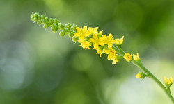 Scopriamo tutte le proprietà curative e gli utilizzi dell’agrimonia eupatoria