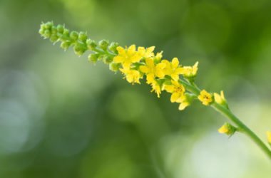 Scopriamo tutte le proprietà curative e gli utilizzi dell’agrimonia eupatoria