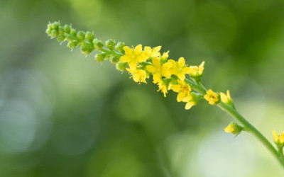 Scopriamo tutte le proprietà curative e gli utilizzi dell’agrimonia eupatoria