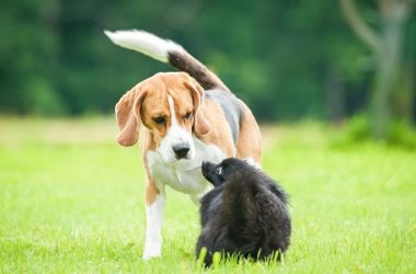 Beagle nano: carattere, aspetto e addestramento