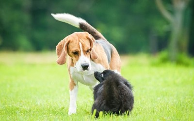 Beagle nano: carattere, aspetto e addestramento