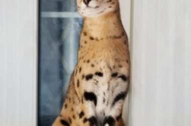 Gatto savannah: il gatto più lungo del mondo