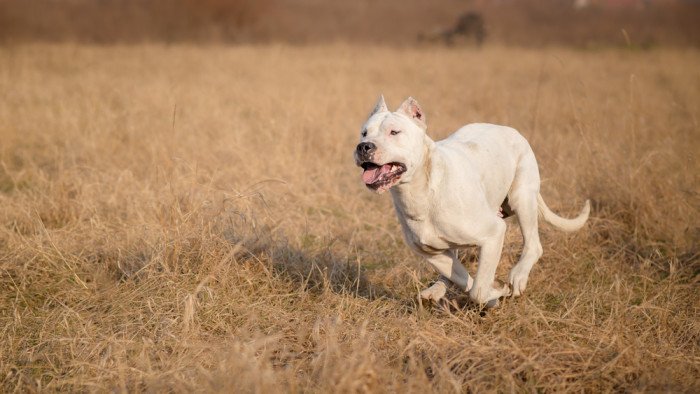 Tutto sul Dogo argentino