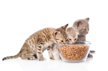 Mangimi vegan per cani e gatti: gli vogliamo bene davvero?