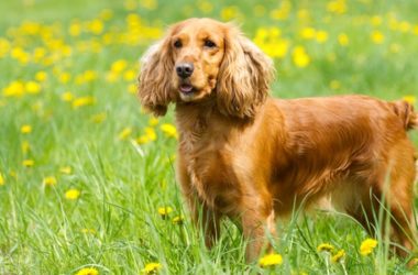 Il cocker spaniel inglese: carattere, aspetto ed addestramento