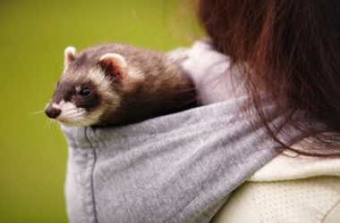 Il furetto: aspetto e comportamento