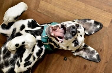 Il dalmata, carattere educazione e aspetto