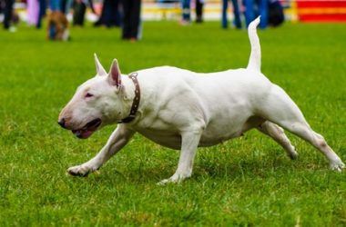 Il Bull Terrier, ecco la guida ad un cane nato per combattere, che in realtà è calmo e disciplinato