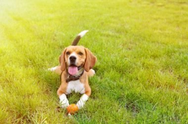 Beagle nano: carattere, aspetto e addestramento
