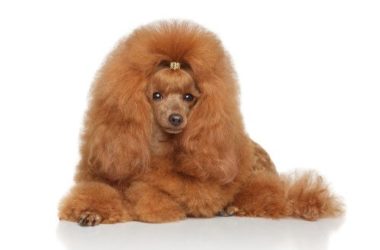 Barboncino: carattere e caratteristiche di questo cane di piccola taglia