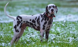Il dalmata, carattere educazione e aspetto