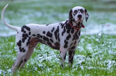 Il dalmata, carattere educazione e aspetto