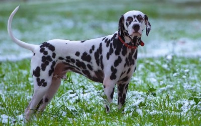 Il dalmata, carattere educazione e aspetto