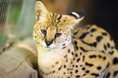 Gatto savannah: il gatto più lungo del mondo