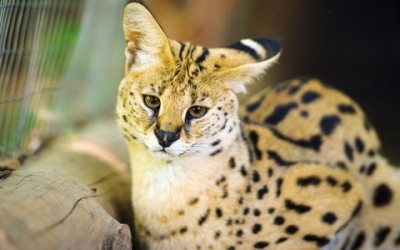 Gatto savannah: il gatto più lungo del mondo