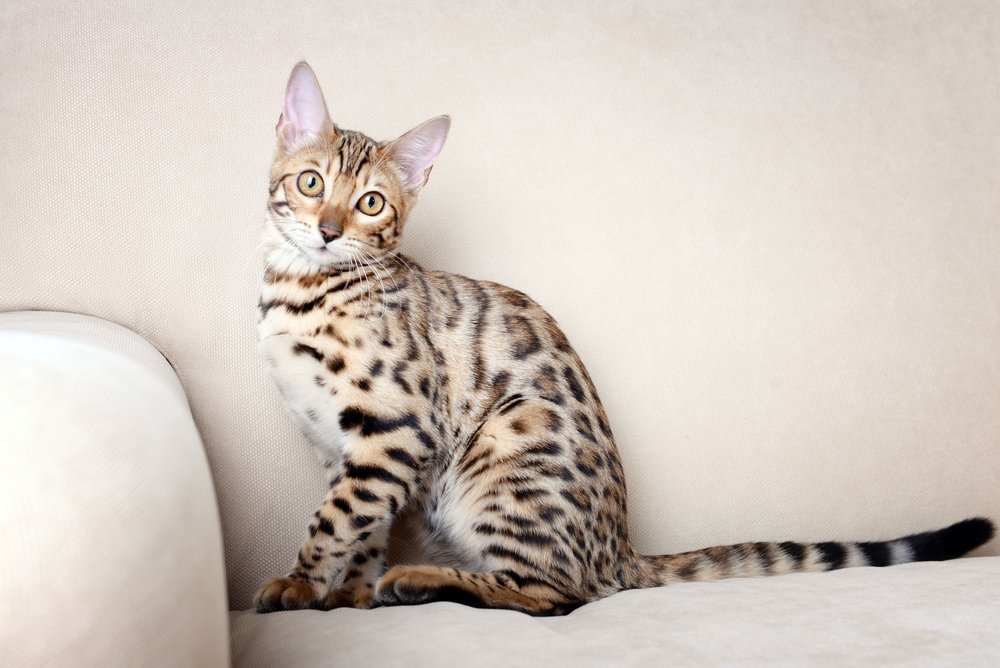 Chat du Bengale traits distinctifs et apparence Conseils BeautéSanté