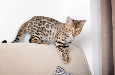 Gatto del Bengala: caratteristiche e aspetto