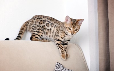 Gatto del Bengala: caratteristiche e aspetto