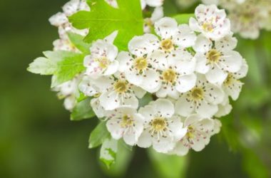 Biancospino: proprietà, benefici e controindicazioni