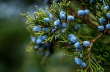Proprietà della bacche di ginepro: in cucina e come liquore