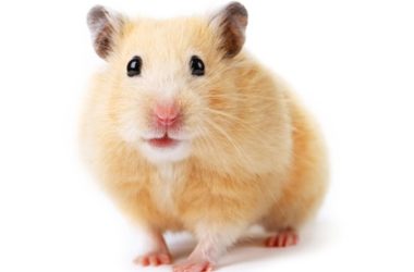 Il criceto: le specie, il loro aspetto e comportamento
