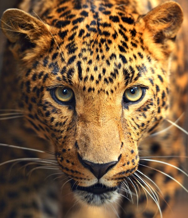 Animali notturni, tutti quelli che vivono di notte: leopardo