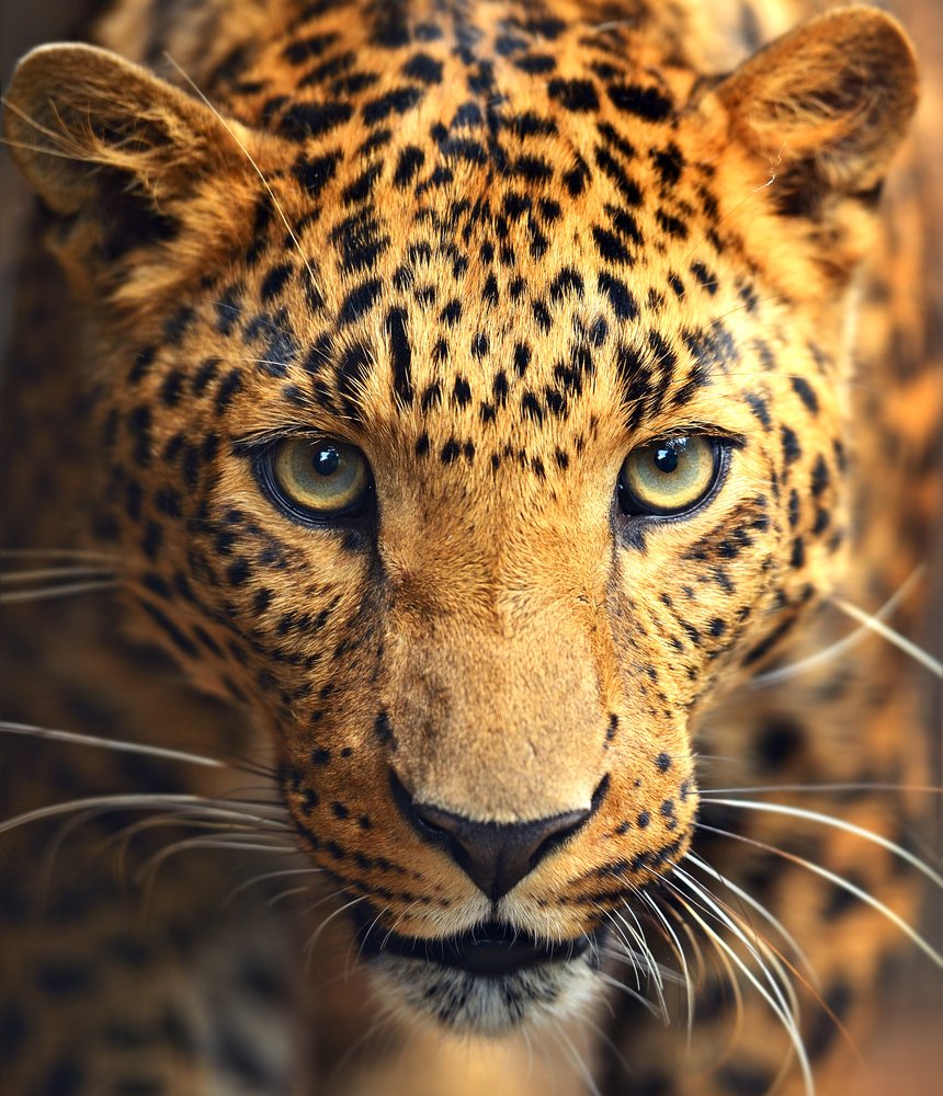 Animali notturniecco gli animali che vivono di notte