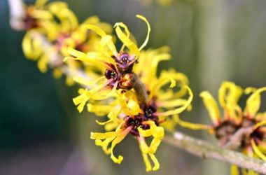 Fiori invernali: quali sono e come coltivarli