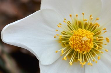 Fiori invernali: quali sono e come coltivarli