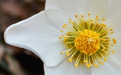Fiori invernali: quali sono e come coltivarli