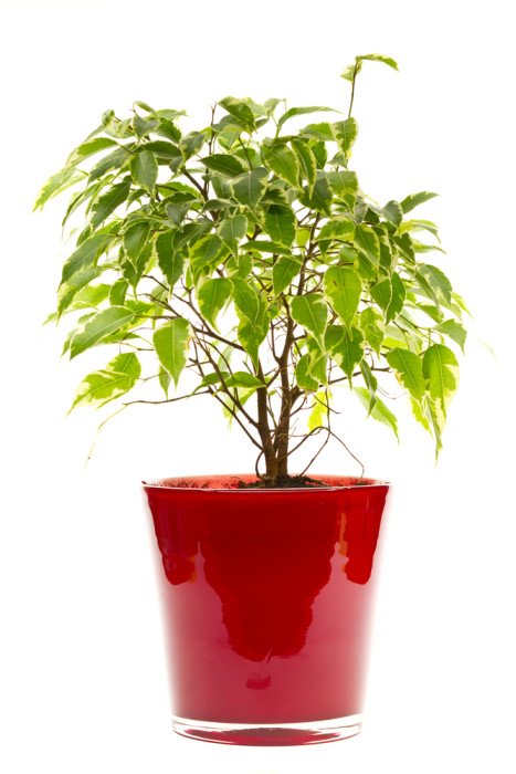 Piante che purificano laria di casa: quali sono tuttogreen Piante contro l umidità