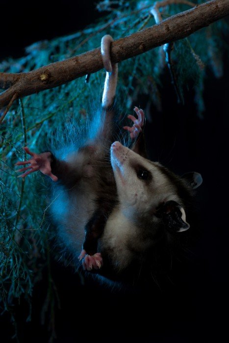 Animaux nocturnes, tous ceux qui vivent la nuit : les opossums
