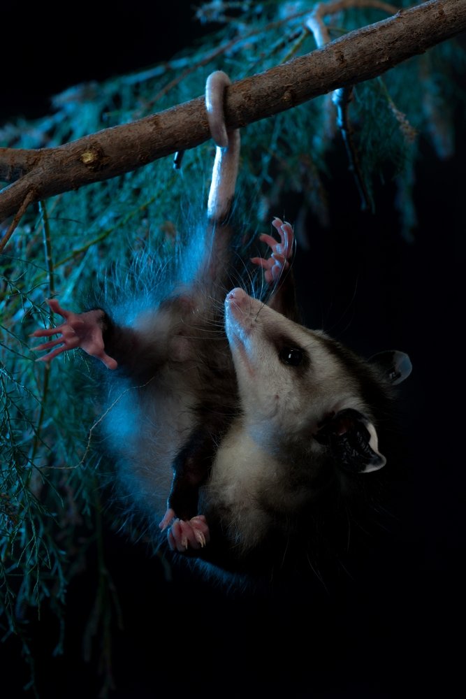 Animali notturniecco gli animali che vivono di notte