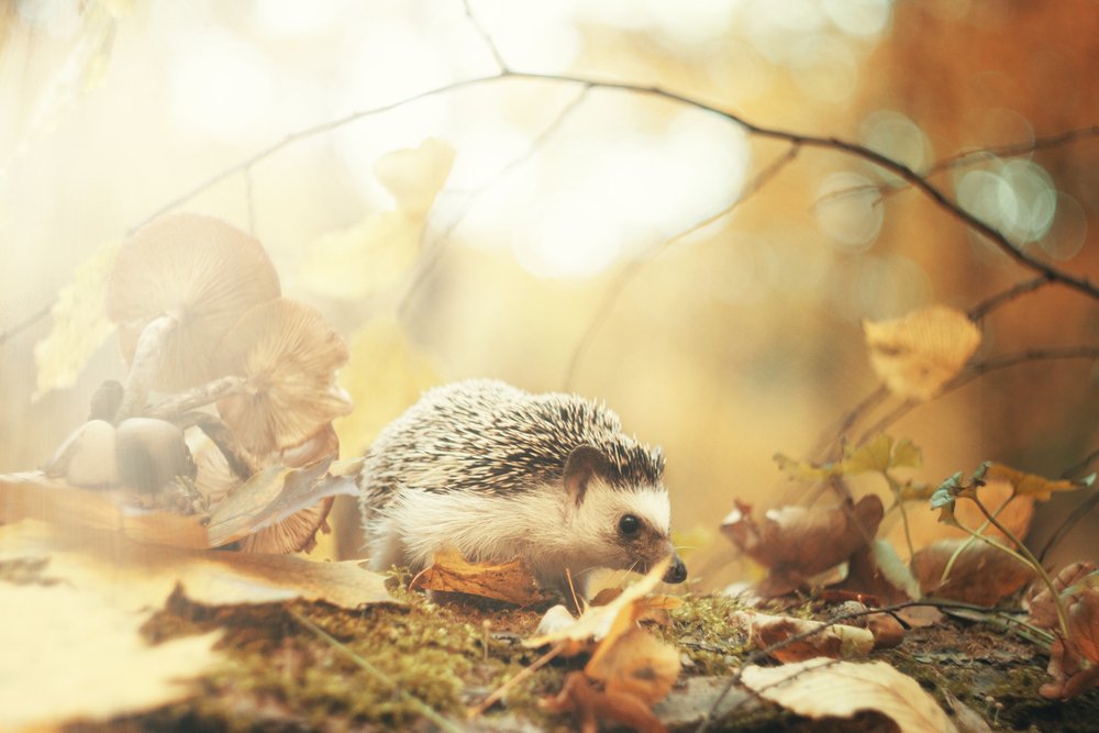 Animali notturniecco gli animali che vivono di notte