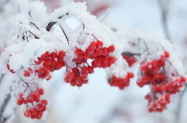I consigli per difendere le piante dal freddo e affrontare l’inverno con successo