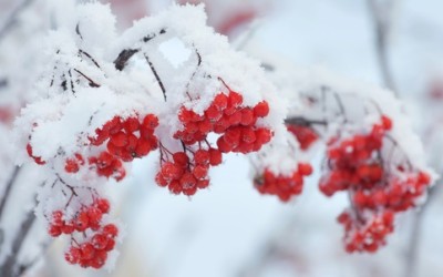 I consigli per difendere le piante dal freddo e affrontare l’inverno con successo