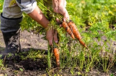 Cos’è l’agricoltura quantistica? Analogie e differenze rispetto all’agricoltura biodinamica