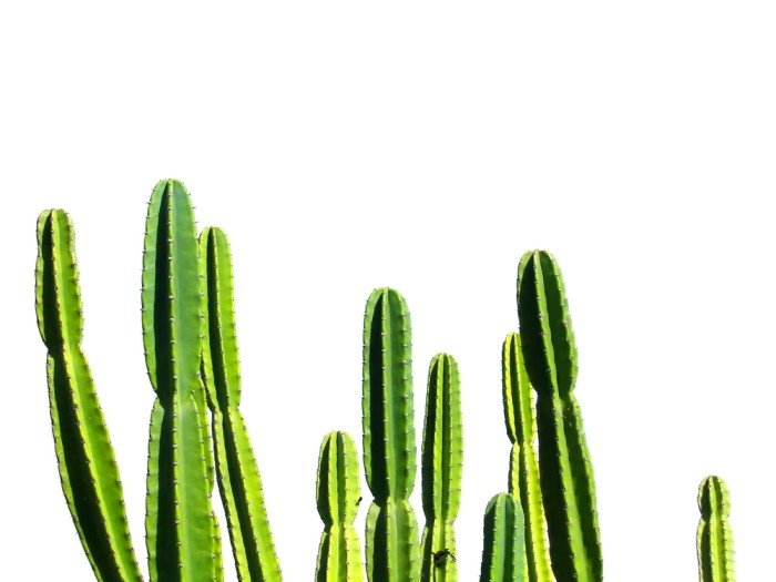 piante da appartamento cactus peruvianus.