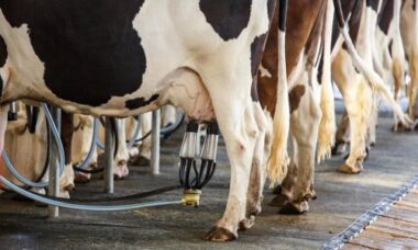 Cosa sono le quote latte