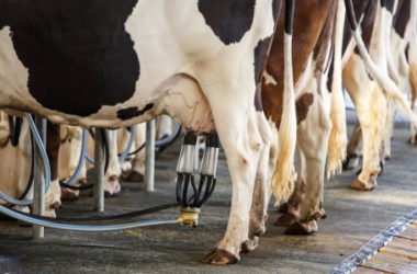 Quote latte: perché beviamo latte straniero quando ne produciamo tanto in Italia?