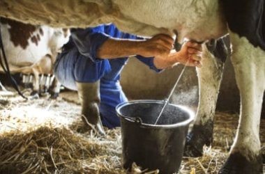 Lait de vache : propriétés, caractéristiques et choses à savoir